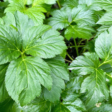 Load image into Gallery viewer, Ashitaba Root Herbal Tea/ 10 tea bags (3g each) in an aluminium package