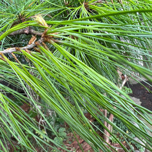 Load image into Gallery viewer, Pine Needle Herbal Tea/ 20 tea bags (3g each)