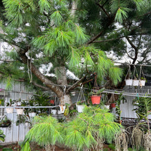 Load image into Gallery viewer, Pine Needle Herbal Tea/ 10 tea bags (3g each) in an aluminium package