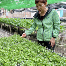 Load image into Gallery viewer, JIAOGULAN HERBAL TEA/ 20 TEA BAGS (3G EACH)