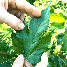 Load image into Gallery viewer, MULBERRY LEAF HERBAL TEA/ COUGH RELIEF/ 90G (WHOLE LEAVES)
